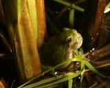 Green frog vocalizing