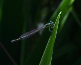 Damselfly