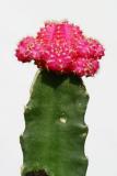 Catus: A manly plant