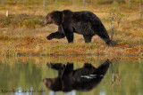 BROWN BEARS and wildlife in FINLAND