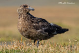 _MG_5682_Skua.jpg