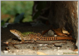 Lzard sicilien / Podarcis sicula / Lucertola campestre