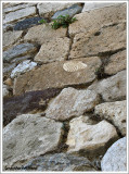 Coquillage fossilis dans le mur de Messina
