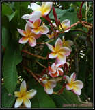 Frangipanier / Plumeria