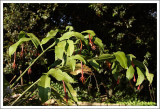 Epiphyllum oxypetalum