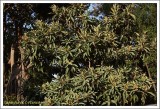 Nfle /  Eriobotrya japonica
