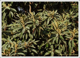 Nfle /  Eriobotrya japonica