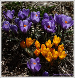 Crocus