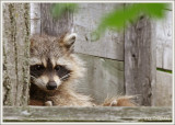 Raton laveur  / Procyon lotor
