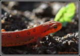 Triton vert  points rouges (elfe) / Notophthalmus viridescens viridescens 