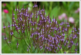 Verveine haste / Verbena hastata