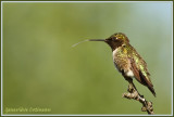 Colibri  gorge rubis (m)  / Archilochus colubris