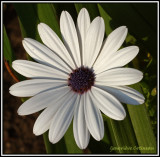 Osteospermum