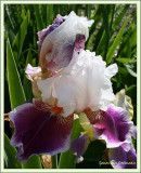 Iris germanica