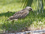 Red-shouldered Hawk_7691.jpg