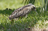 Red-shouldered Hawk_7698.jpg