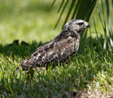 Red-shouldered Hawk_7700.jpg