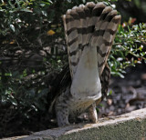 Coopers Hawk  - juvenile_6901.jpg