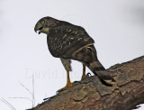 Coopers Hawk  - juvenile_7663.jpg
