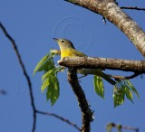Nashville Warbler_7730.jpg