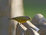 Nashville Warbler_7750.jpg