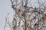 Mulberry Tree_7901.jpg