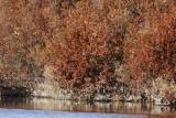 Shrubs around Pond_7902.jpg