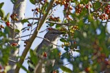 Mockingbird in Youpon_7912.jpg