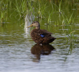 Mottled Duck - male_6636.jpg