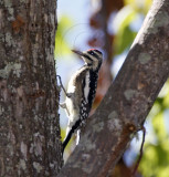 Yellow-bellied Sapsucker - female_8557.jpg