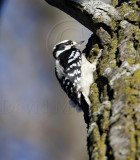 Downy Woodpecker - female_8450.jpg
