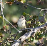 Palm Warbler_8317.jpg