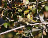 Palm Warbler_8368.jpg