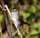 White-throated Sparrow_8490.jpg