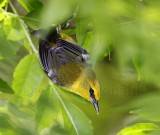 S003-2 Blue-winged Warbler_5302.jpg
