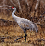 S007-2  Sandhill Crane - winter_1882.jpg