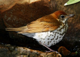 S086 Wood Thrush_8200.jpg