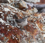 Rock Wren_9118.jpg