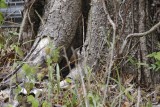 Canyon Wren_0356.jpg