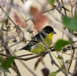Lesser Goldfinch - male_0323.jpg
