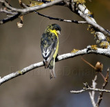 Lesser Goldfinch - male_0877.jpg