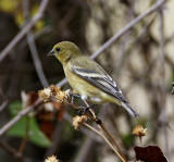 Lesser Goldfinch - female_0311.jpg