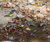 Birds at pool water_0909.jpg