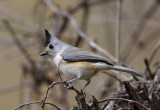 Black-crested Titmouse_0371.jpg