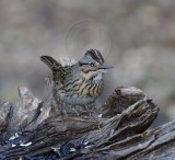 Lincolns Sparrow_0767.jpg