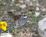 White-throated Sparrow_1067.jpg