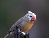 Northern Cardinal - female_0790.jpg