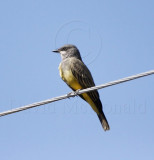 Cassins Kingbird_8992.jpg