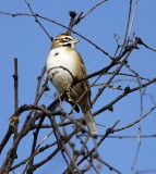 Lark Sparrow - 1st winter_8802.jpg