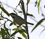 Black-throated Gray Warbler -  female__8872.jpg